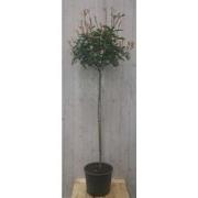 Photinia fraseri Red Robin rood stamhoogte 70 cm en hoogte 150 cm