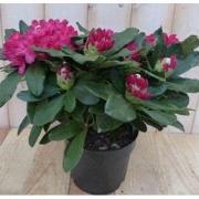 Rododendron 40 cm rood