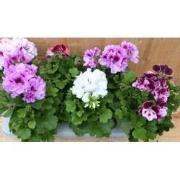 Franse Geranium Pelagonium 6 potjes per tray kleur mix