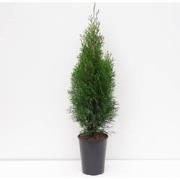 Thuja occidentalis smaragd 60-125 cm