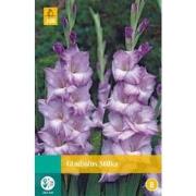 Gladiolus milka bloembol