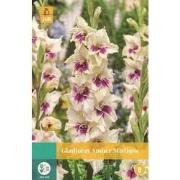 Gladiolus Amber Mistique