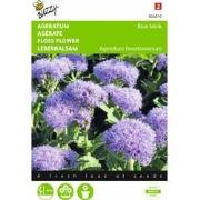 2 stuks - Ageratum Houstonianum Mexicanum Blue Mink