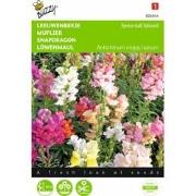 2 stuks - Antirrhinum Majus Nanum Gemengd