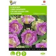 2 stuks - Cobaea Scandens Violetblauw