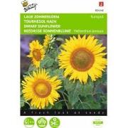 2 stuks - Helianthus Annuus Sunspot Enkelbl. Laag Geel