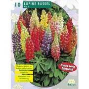 2 stuks - Zomer Bloembollen Lupine Russel, Mix per 10