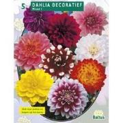 2 stuks - Zomer Bloembollen Dahlia Decoratief Mixed per 3