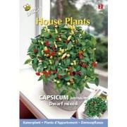 3 stuks - House plants capsicum sierpeper dwarf special