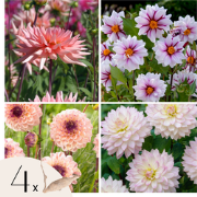 Dahliaknollen - Set van 4 - Dahlia 'Salmon Love' - Roze