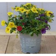 3 stuks! Mini petunia million bells mix kleuren