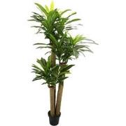 Corn stalk dracaena 190 cm