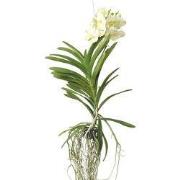 Witte Orchidee - Vanda 'Tayanee White' - Hoogte 45-55cm