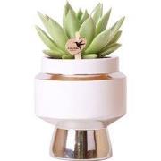 Kolibri Greens | Groene plant - Succulent Echeveria Miranda in Le Chic...