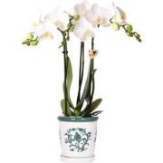 Kolibri Orchids | witte orchidee Amabilis + Malaga sierpot groen - pot...