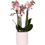 Kolibri Orchids | Roze orchidee Andorra + Floral sierpot lavendel - po...