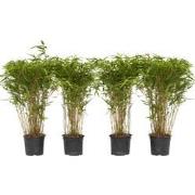 Bamboe - Set van 4 - Fargesia nitida 'Gansu' - Hoogte 50-70cm - ?17cm
