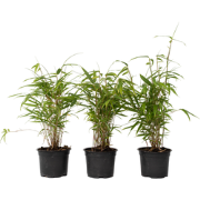 Blauwe bamboe - Set van 6 - Fargesia papyrifera 'Grex' - Hoogte 30-40c...