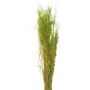 Clayre & Eef Droogbloemen  90 cm Groen Droogbloemen Droogboeket