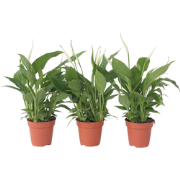 Lepelplant - Set van 3 - Spathiphyllum 'Torelli' - Hoogte 30-45cm - ?1...