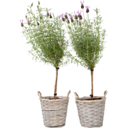 Lavendelboom - Set van 2 - Lavandula stoechas 'Anouk' - Hoogte 45-55cm...