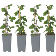 Aalbes - Set van 4 - Ribes rubrum 'Jonkheer van Tets' - Hoogte 50-60cm...