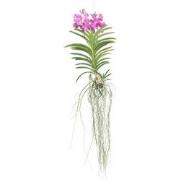 Roze Orchidee XXL - Vanda 'Pink' - Hoogte 45-55cm
