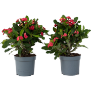 Christusdoorn - Set van 2 - Euphorbia 'Milii' - Hoogte 25-35cm - ?13cm