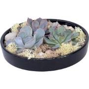 Echeveria - Echeveria lilacina - Hoogte 8cm