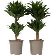 Drakenbloedboom - Set van 2 - Dracaena surculosa - Hoogte 50-65cm - ?1...