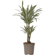 Drakenbloedboom - Dracaena deremensis 'White Stripe' - Hoogte 60-70cm ...