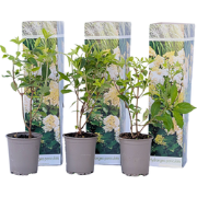 Pluimhortensia - Set van 3 - Hydrangea 'Phantom' - Hoogte 25-40cm - ?9...