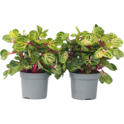 Biefstukplant - Set van 2 - Iresine herbstii - Hoogte 20-30cm - ?13cm