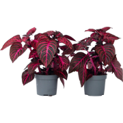 Biefstukplant - Set van 2 - Iresine herbstii - Hoogte 20-30cm - ?13cm