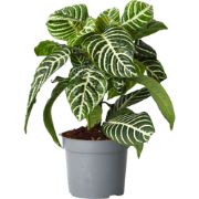 Zebraplant - Aphelandra squarrosa 'Botanica' - Hoogte 25-45cm - ?13cm