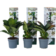 Hortensia - Set van 6 - Hydrangea 'Benxi' - Hoogte 25-40cm - ?9cm