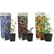 Superfruitstruiken - Set van 3 - Lycium, Vaccinium - Hoogte 25-40cm - ...