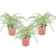 Graslelie - Set van 3 - Chlorophytum comosum 'Atlantic' - Hoogte 25-40...