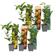 Mix fruitbomen - Set van 6 - Citrus limon - Hoogte 25-40cm - ?9cm
