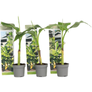 Bananenplant - Set van 3 - Musa basjoo - Hoogte 25-40cm - ?9cm