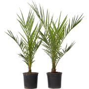 Canarische Dadelpalm - Set van 2 - Phoenix canariensis - Hoogte 50-60c...