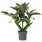 Trosbloem - Medinilla magnifica - Hoogte 55-60cm - ?17cm