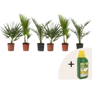 Tuinpalmen met plantenvoeding - Set van 6 - Hoogte 50-70cm - ?15cm