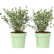 Eucalyptusstruik - Set van 2 - Eucalyptus 'Oliva' - Hoogte 35-45cm - ?...