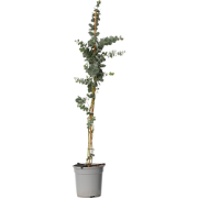 Zilvereucalyptus - Eucalyptus cinerea 'Silver Dollar' - Hoogte 90-110c...