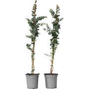 Zilvereucalyptus - Set van 2 - Eucalyptus - Hoogte 90-110cm - ?19cm