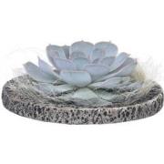 Echeveria - Echeveria lilacina - Hoogte 8cm