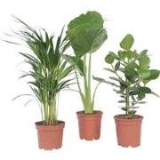 Tropische Mix - Set van 3 - Dypsis Clusia Alocasia - Hoogte 50-70cm - ...