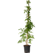 Trompetbloem - Campis radicans 'Flava' - Hoogte 110-120cm - ?17cm