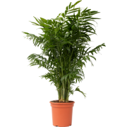 Dwergpalm - Chamaedorea elegans - Hoogte 80-90cm - ?20cm